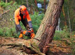  Centuria, WI Tree Services Pros